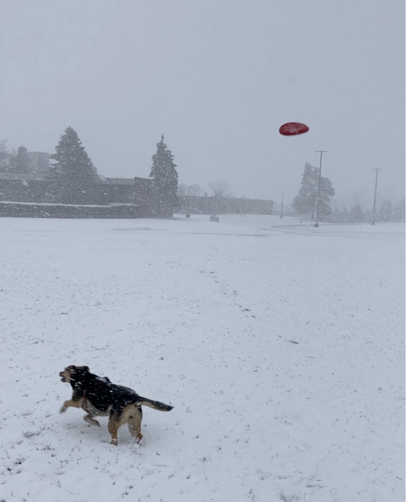 Bella, snow, disc